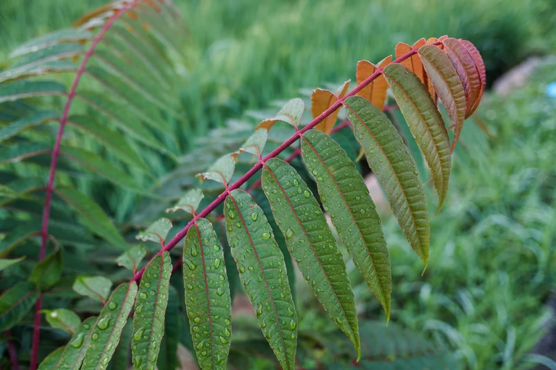 Rhus typhina, 1-pack