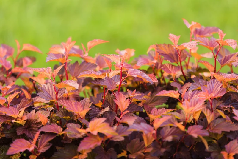 Physocarpus opulifolius LITTLE ANGEL, 1-pack