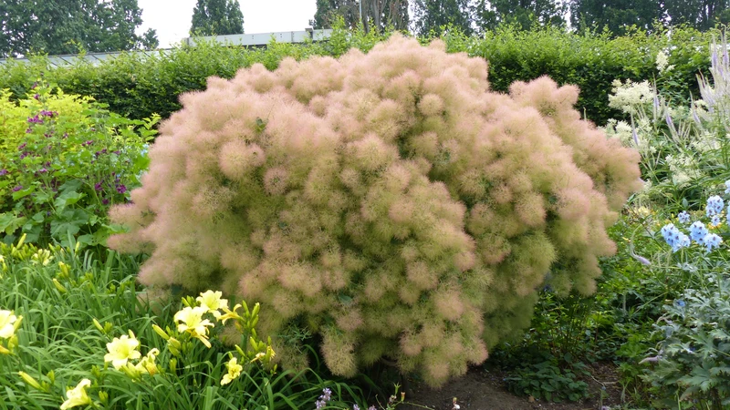 Cotinus coggygria 'Young Lady', 5-pack
