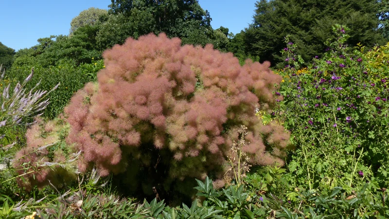 Cotinus coggygria 'Young Lady', 1-pack