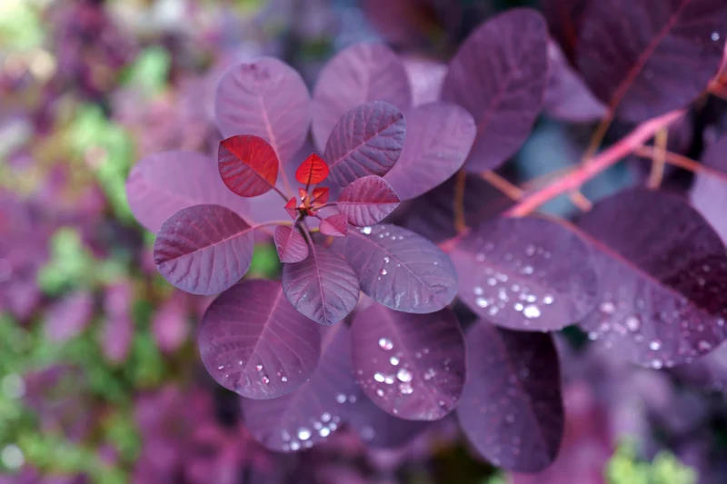 Cotinus coggygria 'Royal Purple', 5-pack