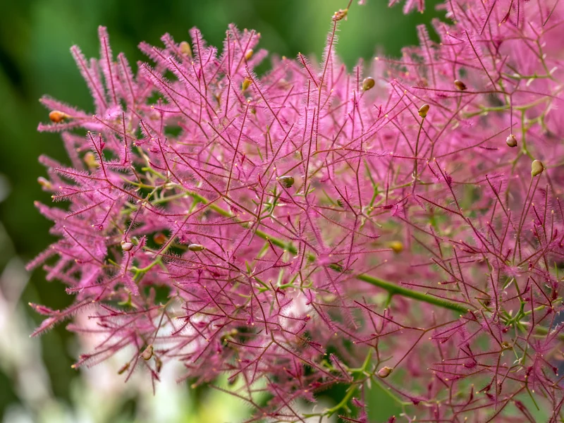 Cotinus coggygria 'Royal Purple', 3-pack