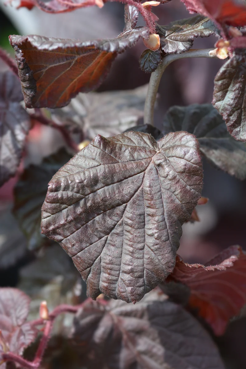 Corylus avellana 'Red Majestic', 1-pack