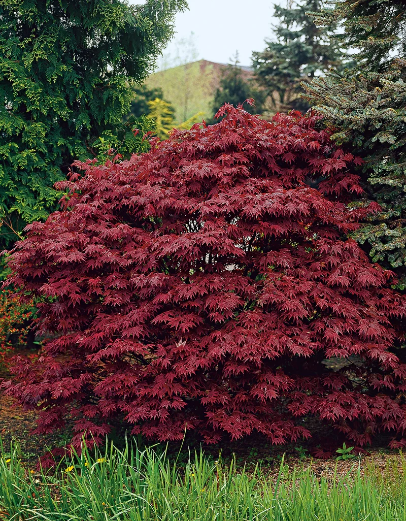 Acer palmatum 'Atropurpureum', 3-pack