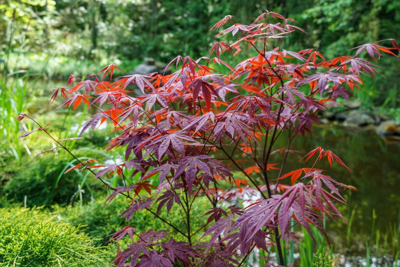 Acer palmatum 'Atropurpureum', 1-pack