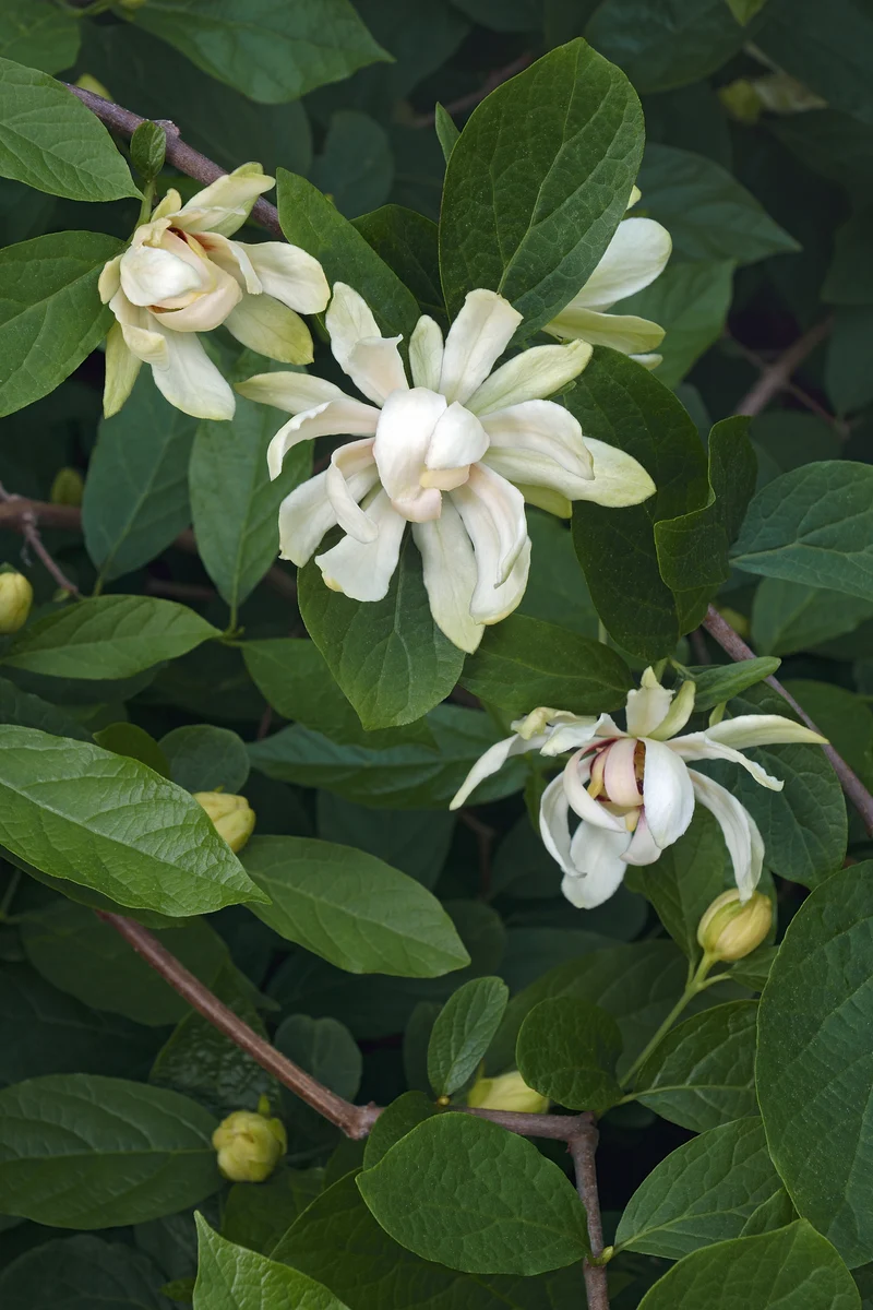 Calycanthus 'Venus', 5-pack