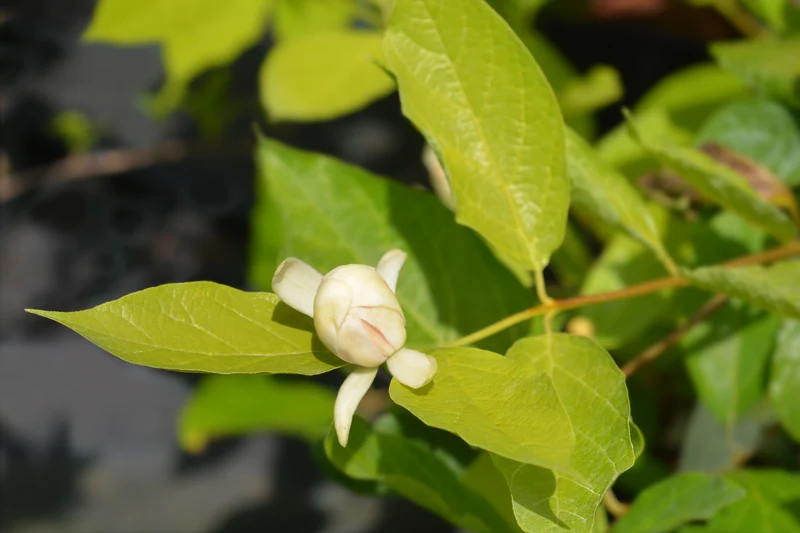 Calycanthus 'Venus', 3-pack