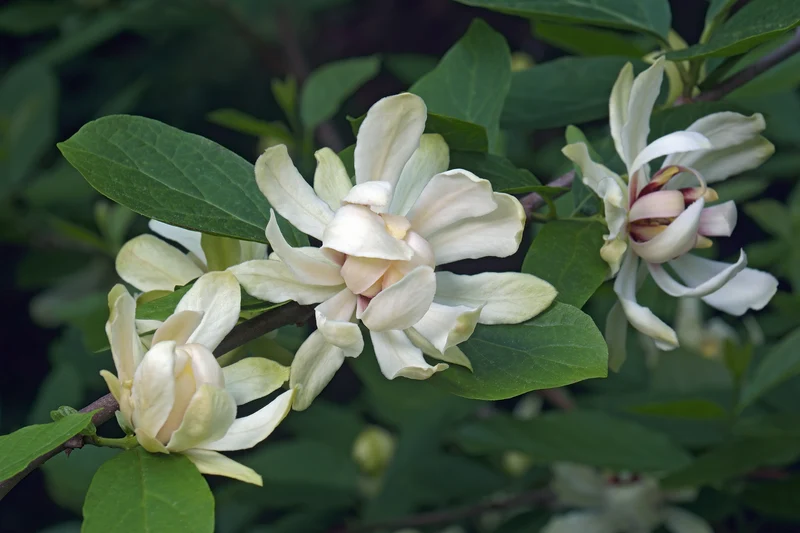 Calycanthus 'Venus', 1-pack