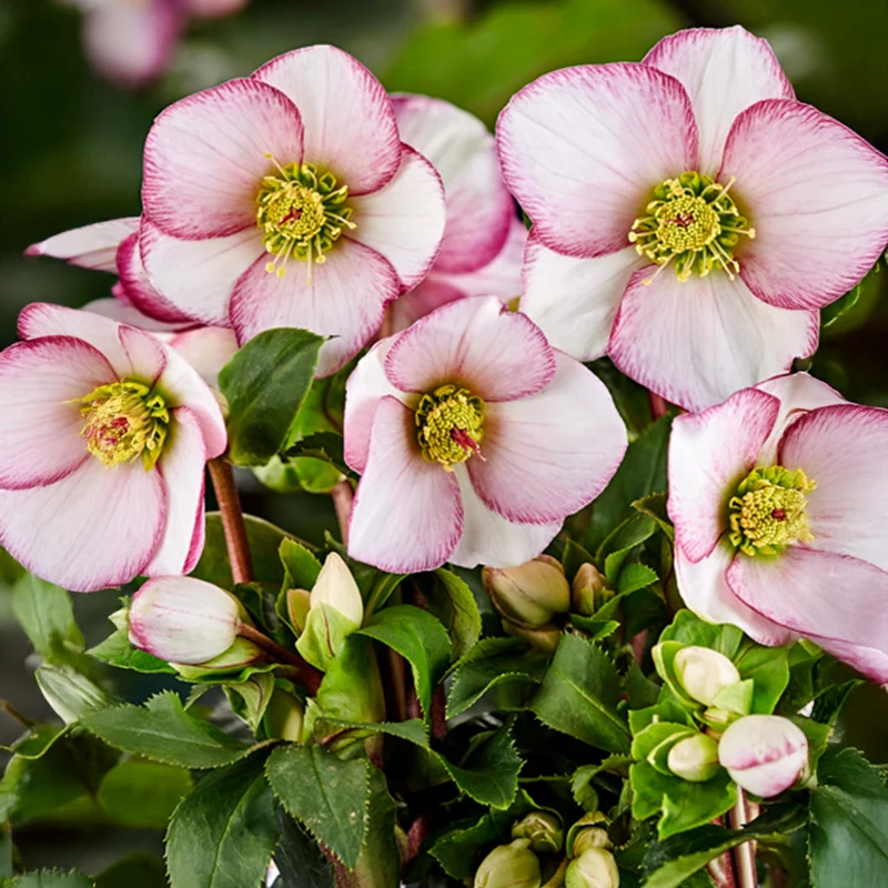 Ice n Roses® Picotee Helleborus