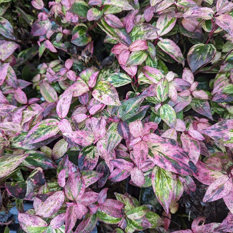 Proven Winners® Paisley Pup® Leucothoe