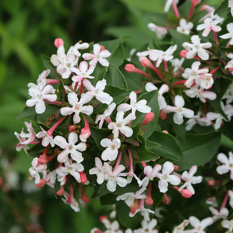 Proven Winners® Sweet Emotion Blaze™ Abelia