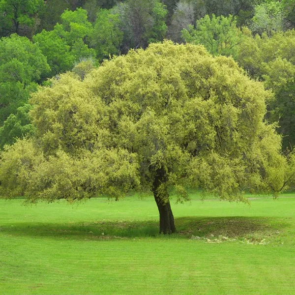 Joan Lionetti Texas Live Oak Tree