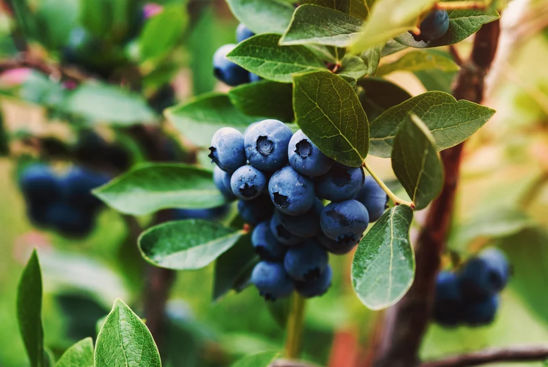 Vaccinium ' Oskar', 1-pack