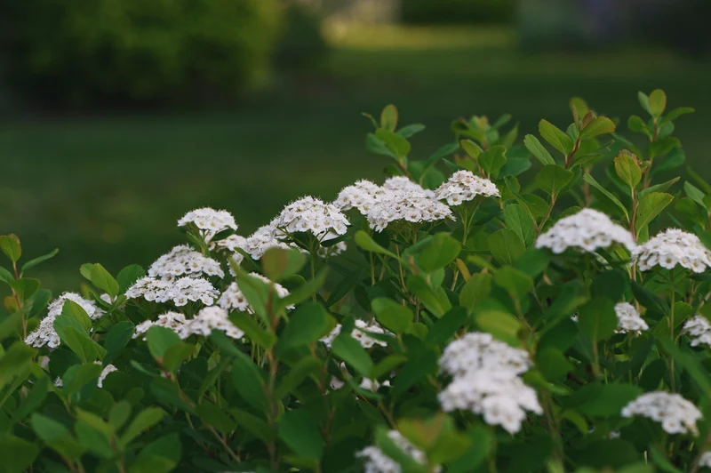 Spiraea betulifolia 'Tor' E, co, 10-pack