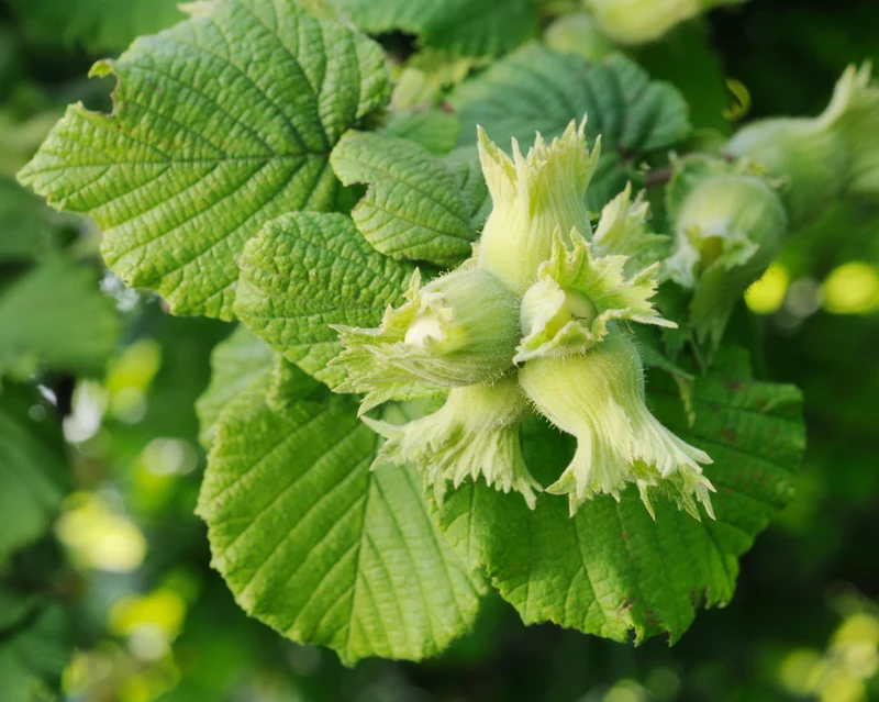 Corylus 'Webb's Prize Cob', 10-pack