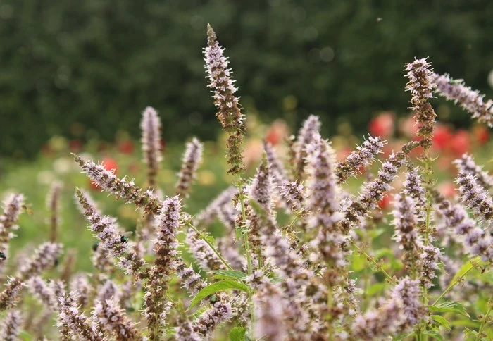 Mentha spicata 'F?gre', 6-pack