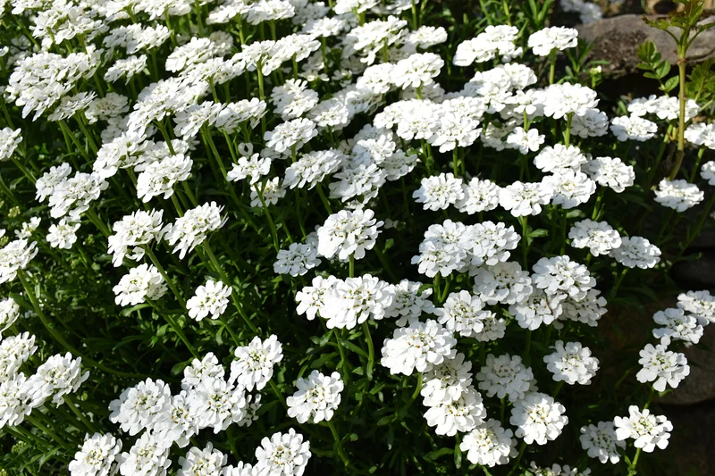 Iberis sempervirens 'Schneeflocke', 6-pack