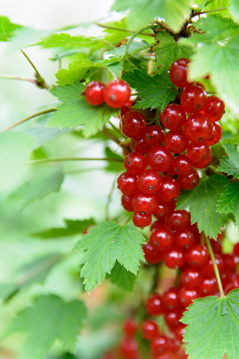 Ribes 'Rolan', 1-pack