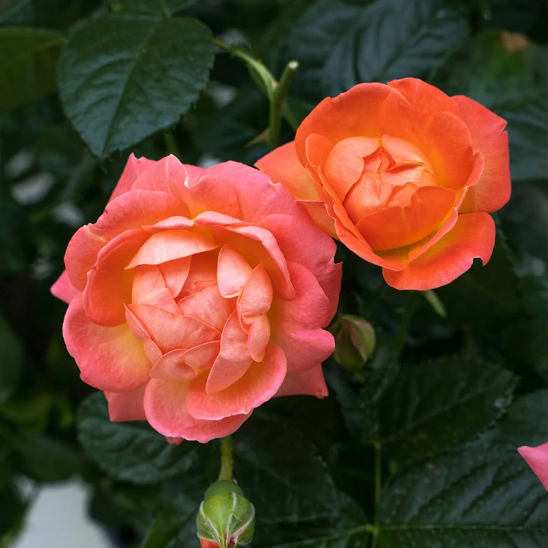 Orange Glow Knock Out® Rose
