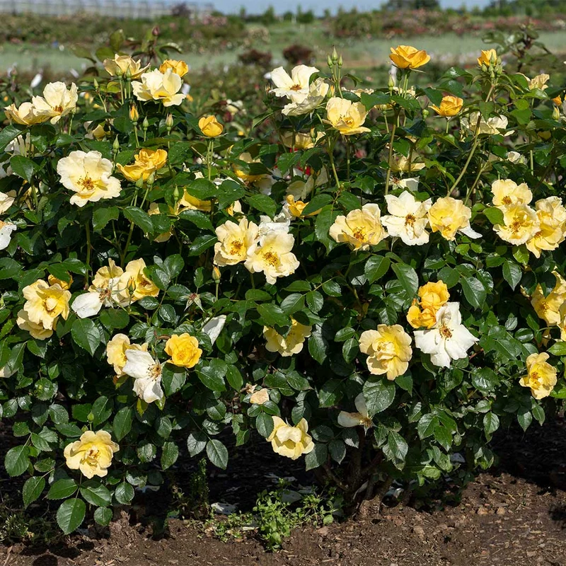 Easy Bee-zy Knock Out® Rose