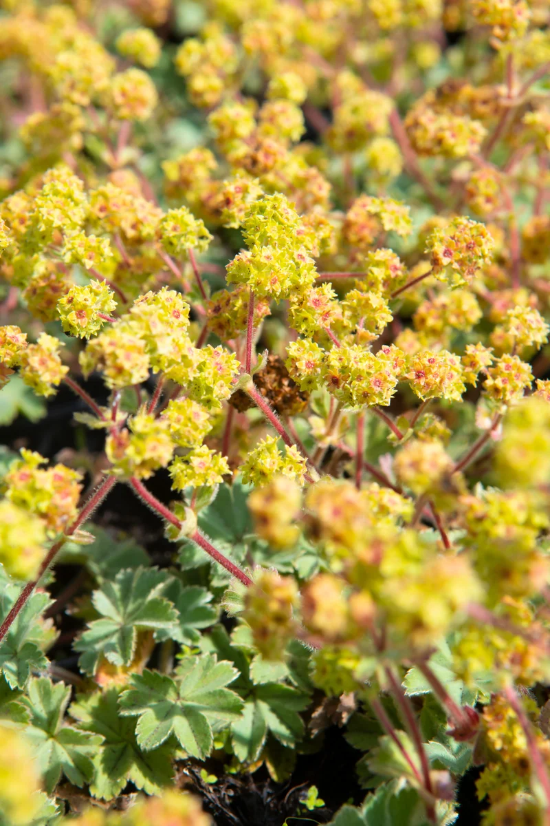 Alchemilla erythropoda, 15-pack