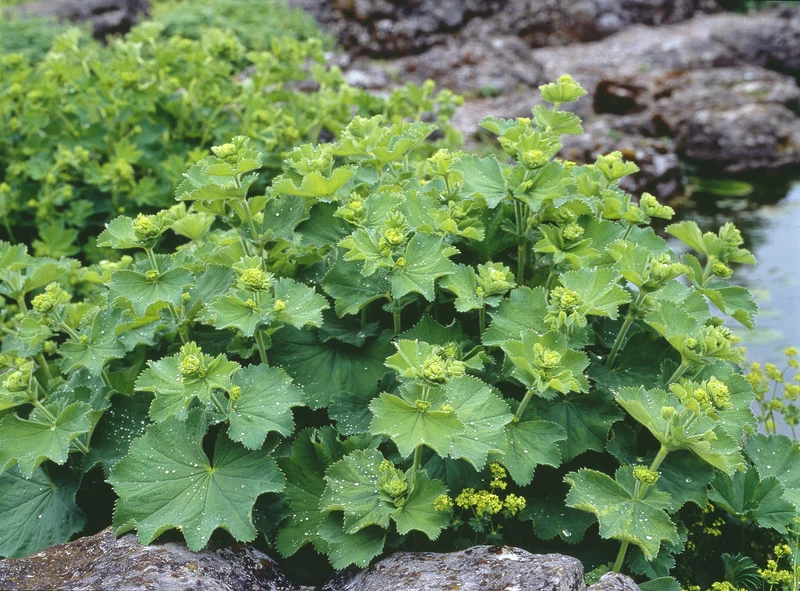 Alchemilla epipsila, 6-pack