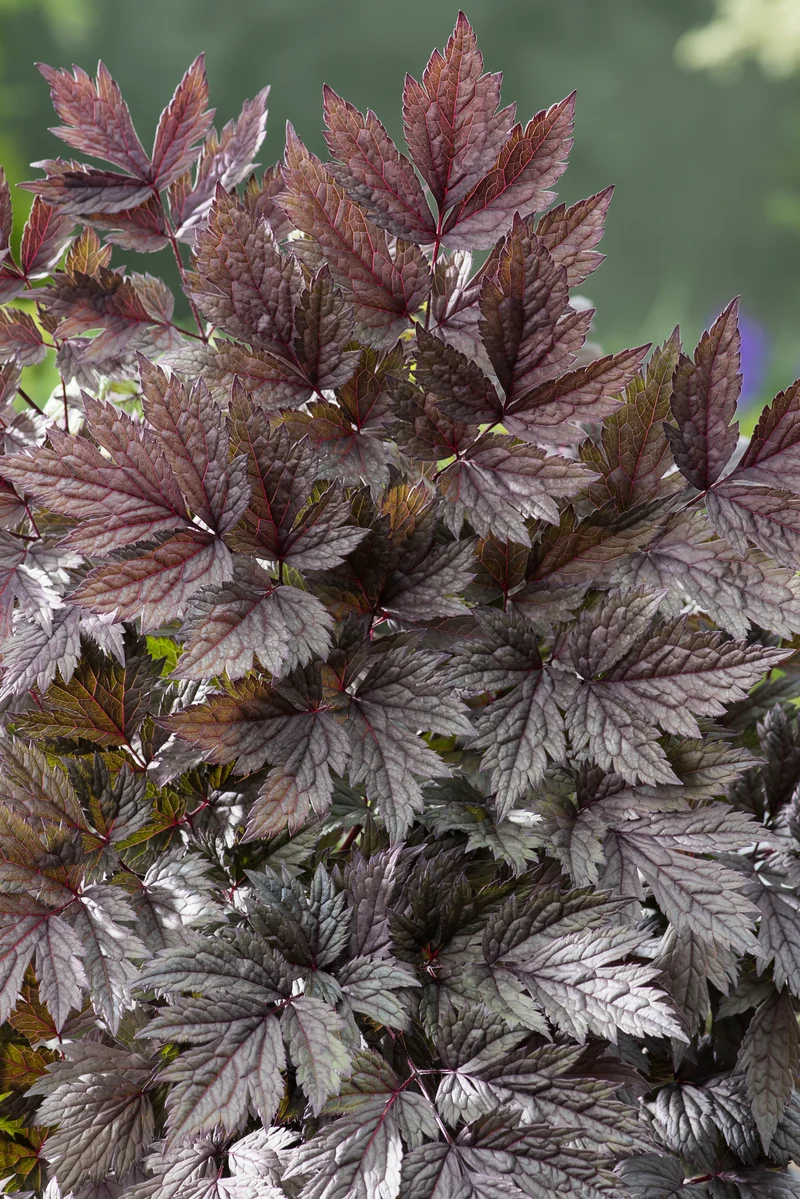 Actaea simplex 'Pink Spike', 6-pack