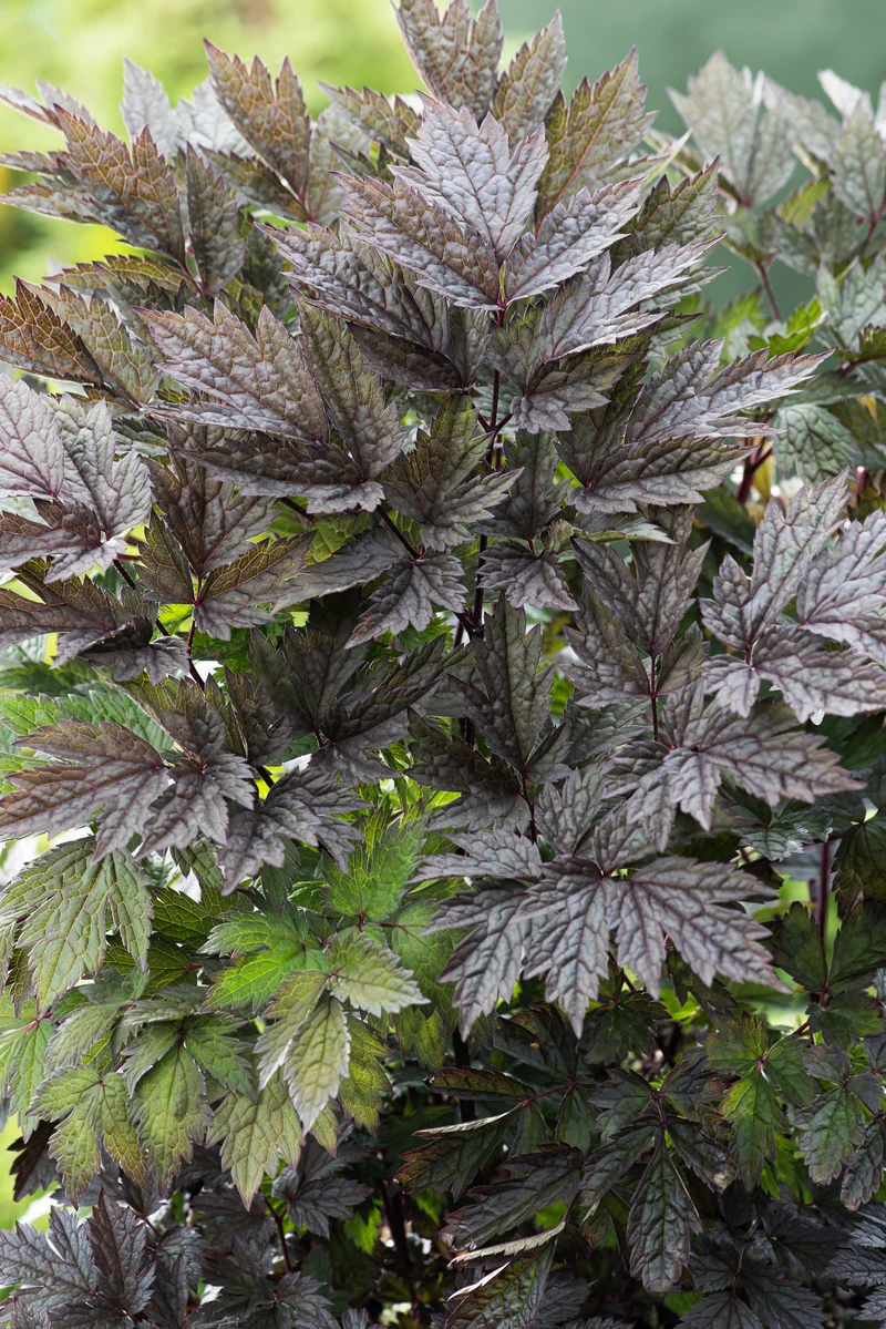 Actaea simplex 'Brunette', 3-pack