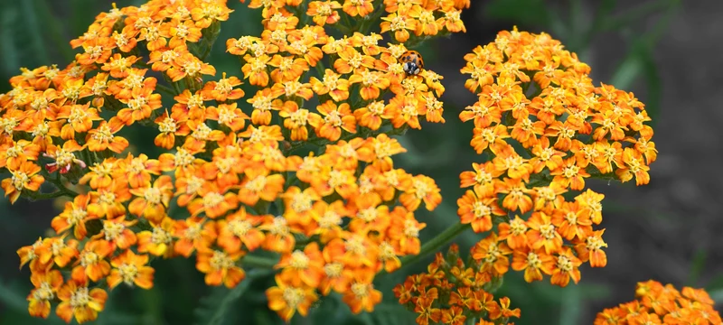 Achillea 'Terracotta', 15-pack