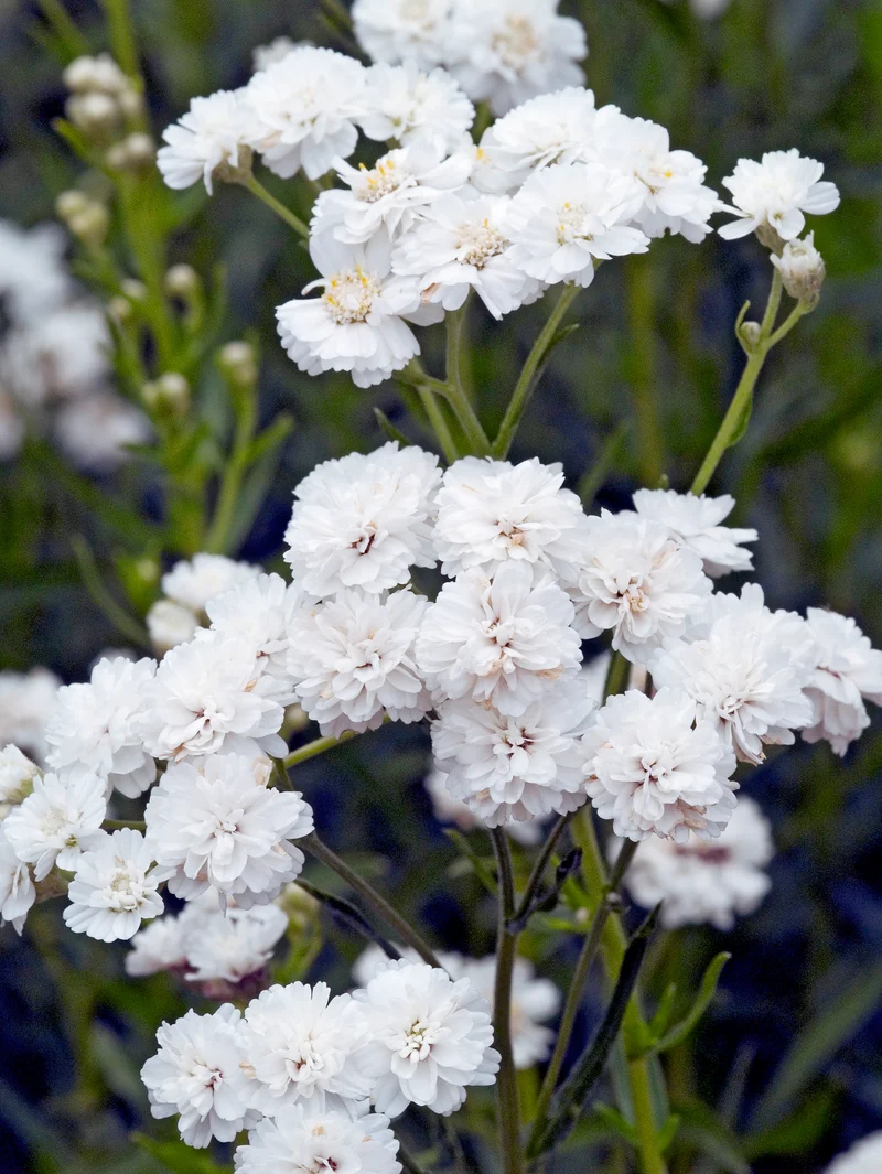 Achillea ptarmica 'The Pearl', 15-pack