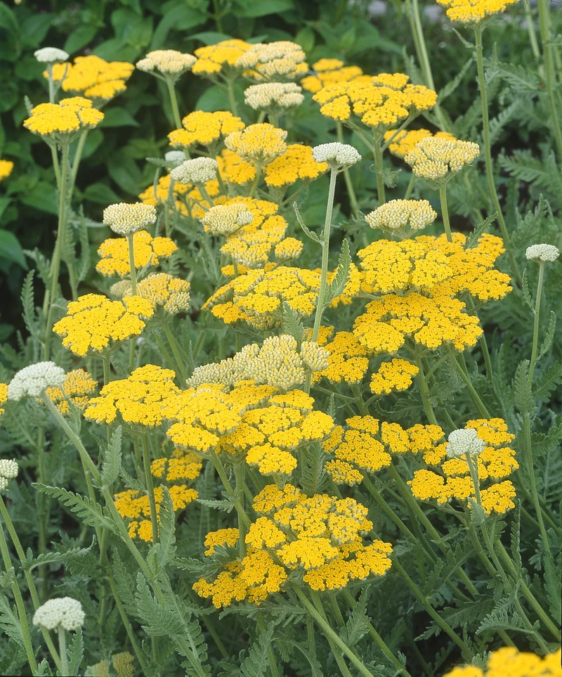 Achillea 'Coronation Gold', 15-pack
