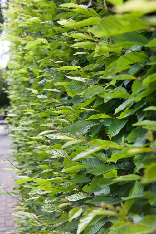Carpinus betulus, co, 100-p