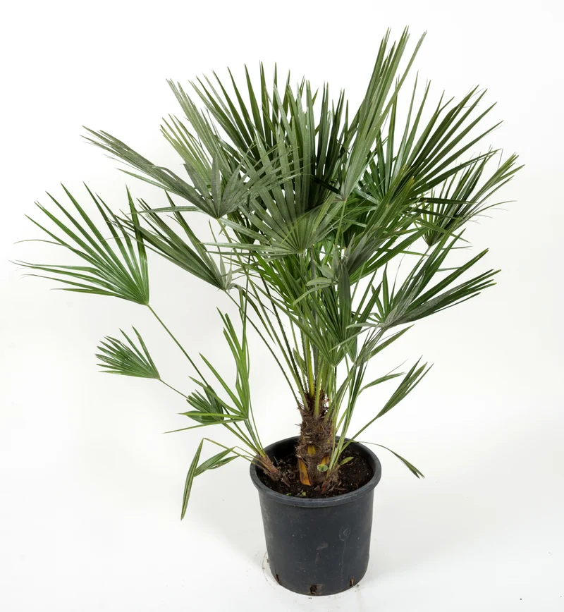 Chamaerops humilis, 100/110 cm