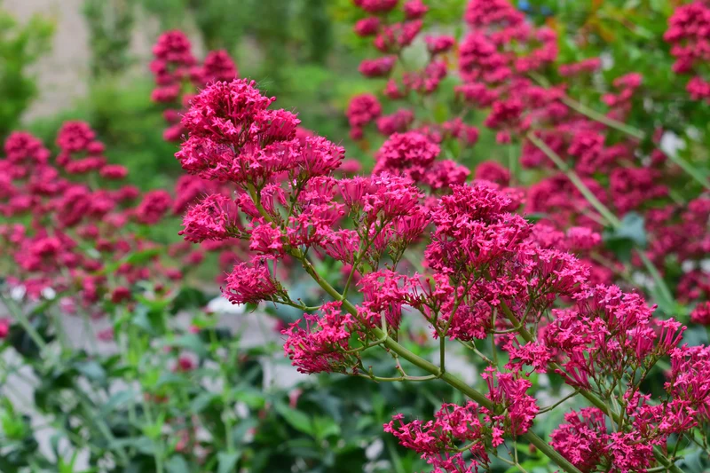 Centranthus ruber 'Coccineus', 6-pack