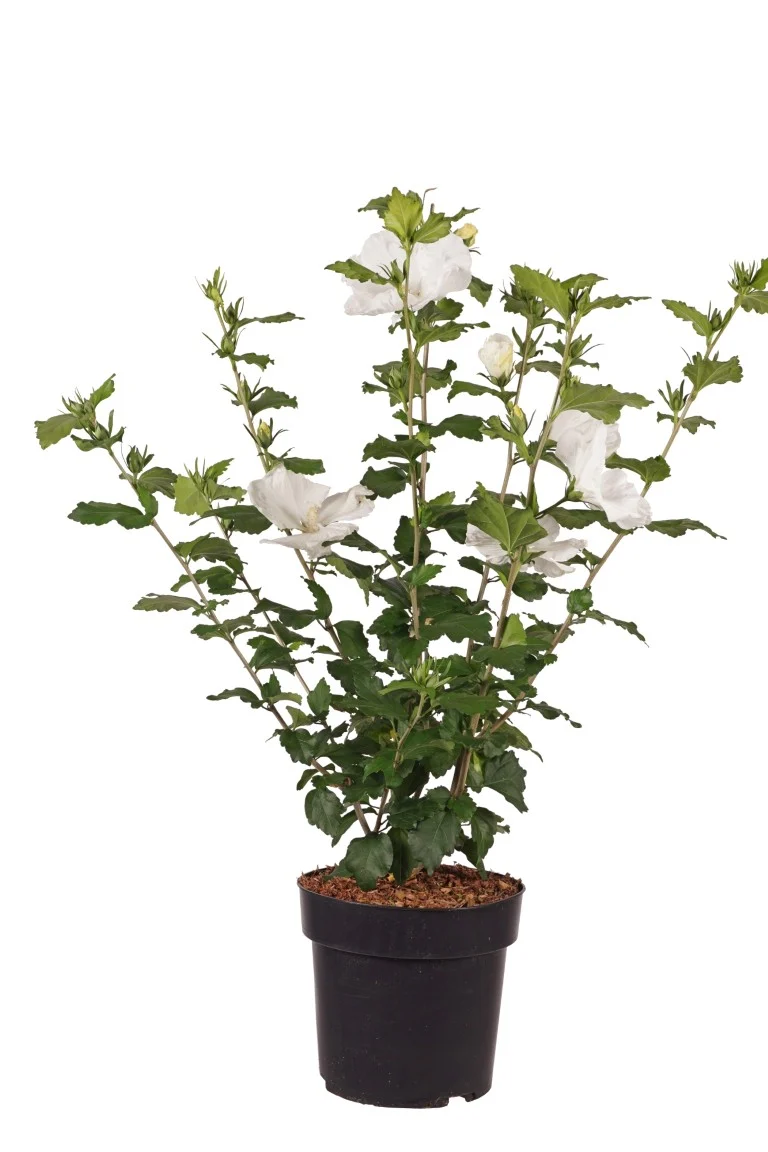 Hibiscus syriacus 'Diana' C5 (5 liters kruka) 50-60 cm
