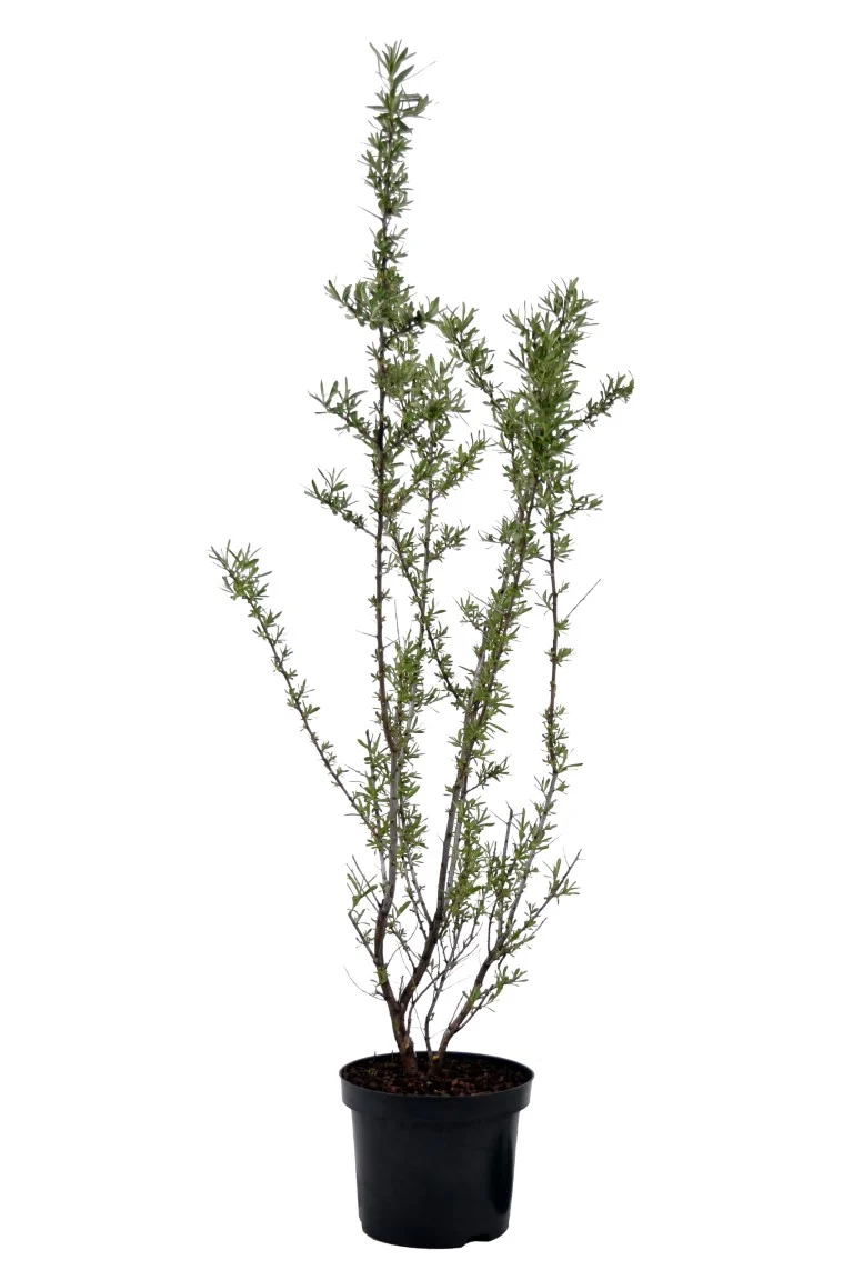 Hippophae rhamn. 'Pollmix' (hanplanta) C4 (4 liters kruka) 40-60 cm