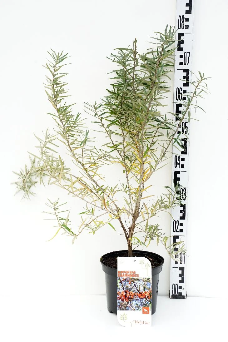 Hippophae rhamnoides C7,5 (7,5 liters kruka) 80-100 cm