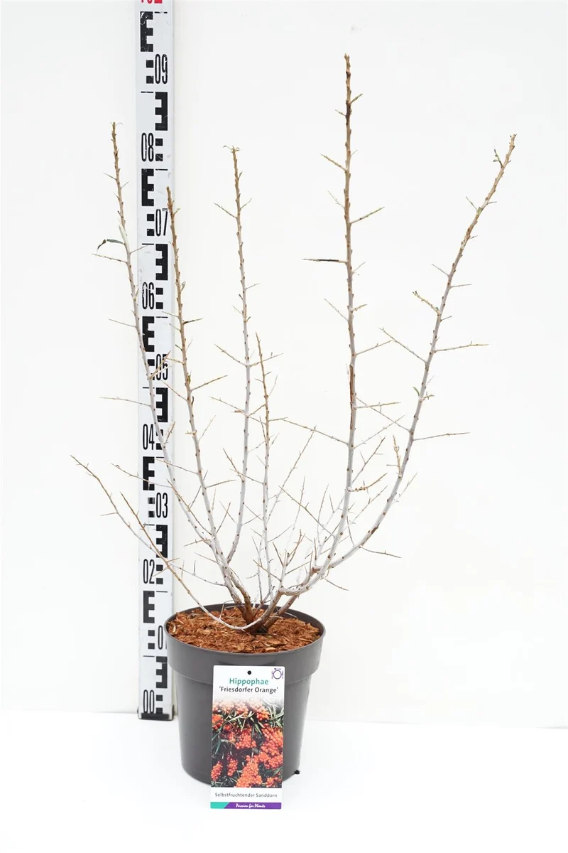 Havtorn Hippophae rhamnoides 'Friesdorfer Orange' C5 (5 liters kruka) 40-50 cm