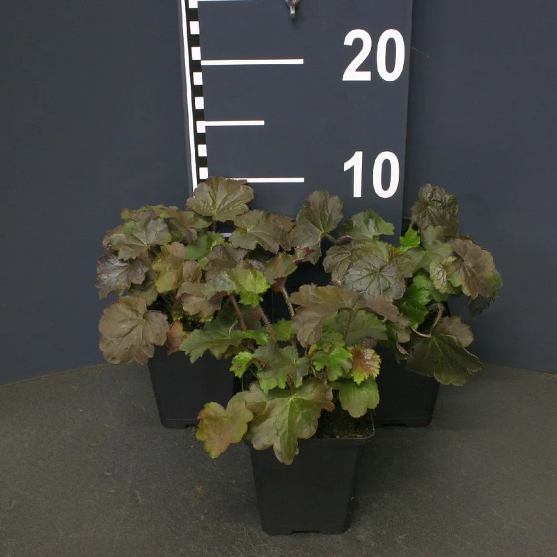 Heuchera mic. 'Palace Purple' C1,5 (1,5 liters kruka / 15 cm kruka)