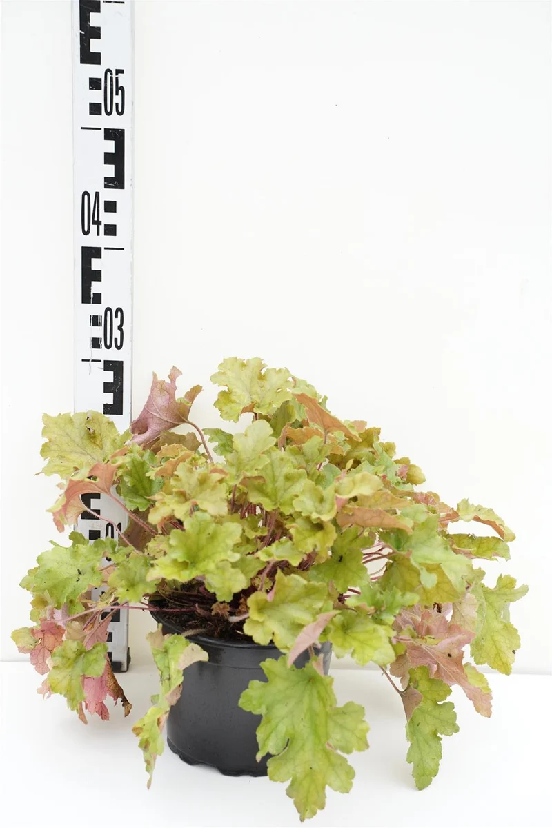 Heuchera 'Marmalade' C2 (2 liters kruka / 17 cm kruka)