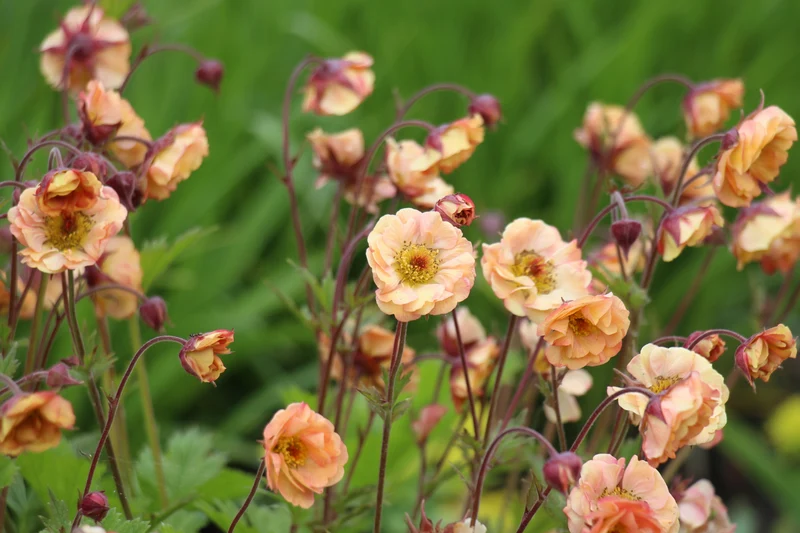 Geum PRETTICOATS PEACH ('Tngeupp'PBR), 15-pack