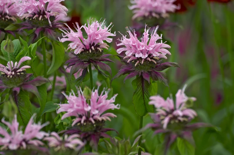 Monarda 'Beauty of Cobham', 15-pack