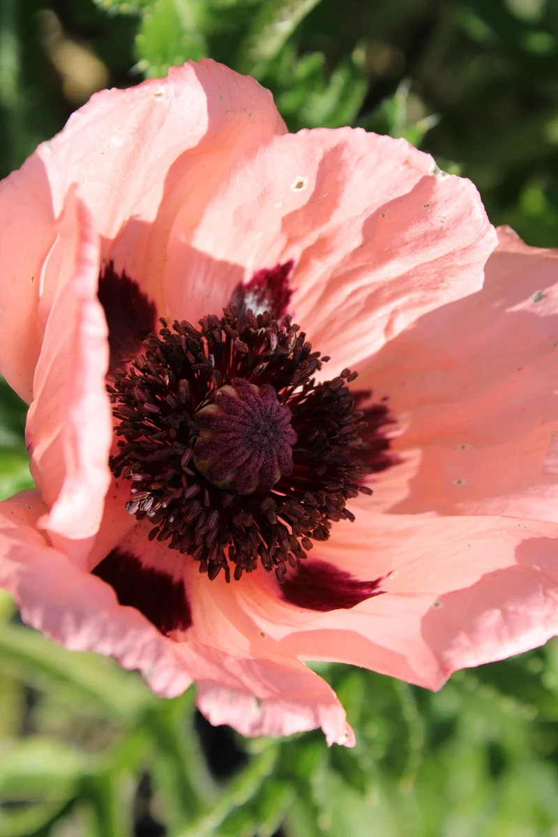 Papaver (Orientale-Gr.) 'Prinzessin Viktoria Louise', 15-pack