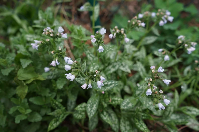Pulmonaria OPAL ('Ocupol'), 3-pack