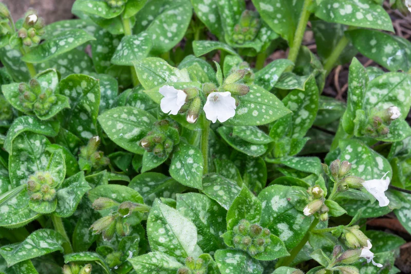 Pulmonaria 'Sissinghurst White', 15-pack