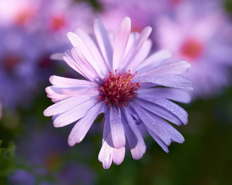 Symphyotrichum novi-belgii (Oktoberaster-Gr.) 'Early Blue', 15-pack