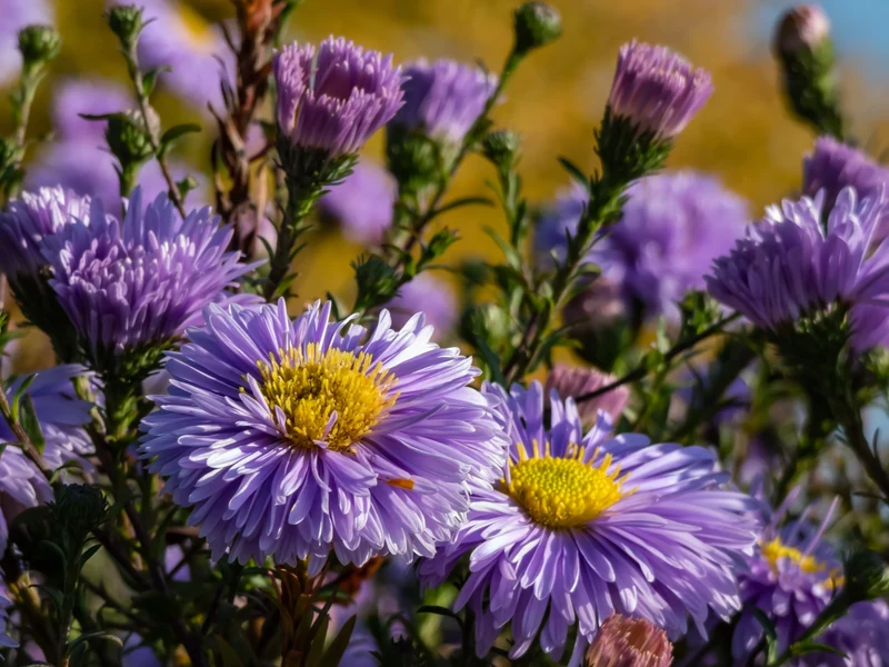 Symphyotrichum novi-belgii (Oktoberaster-Gr.) 'Early Blue', 6-pack
