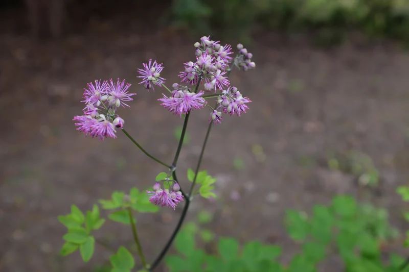 Thalictrum 'Black Stockings', 6-pack