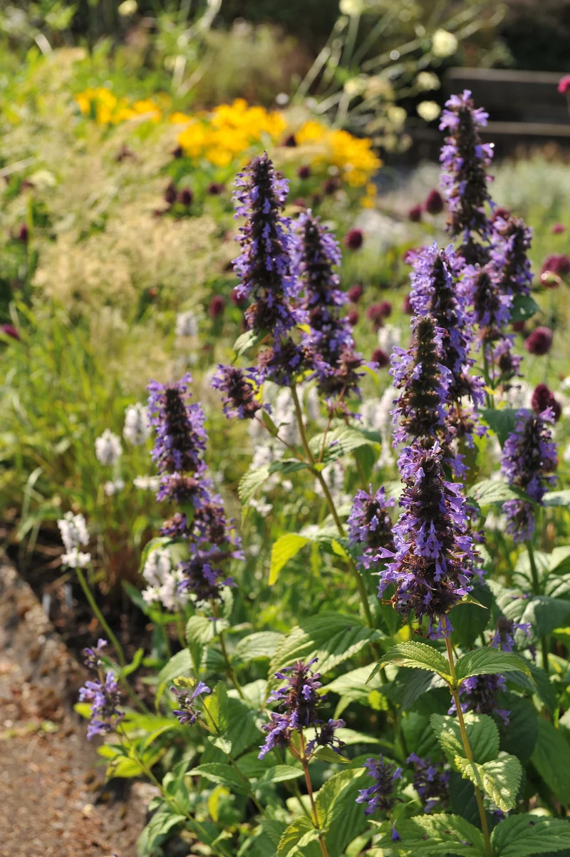 Agastache 'Black Adder', 15-pack