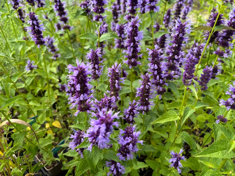 Agastache 'Black Adder', 6-pack